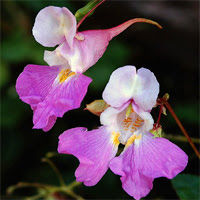 IMPATIENS (IMPACIENCIA)