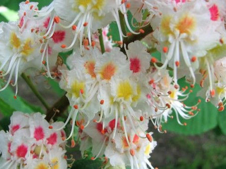 WHITE CHESTNUT (CASTAÑO DE INDIAS)
