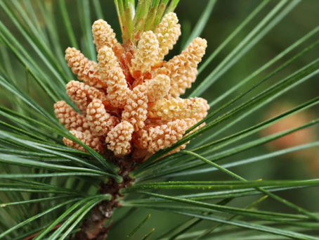 PINE (PINO)