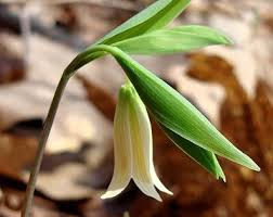 -WILD OAT-(AVENA SILVESTRE)