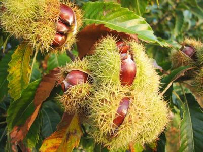 SWEET CHESTNUT (CASTAÑO DULCE)
