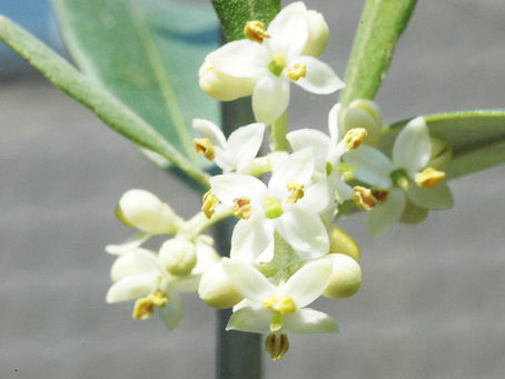 OLIVE (OLIVO)