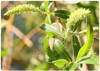 WILLOW (SAUCE)