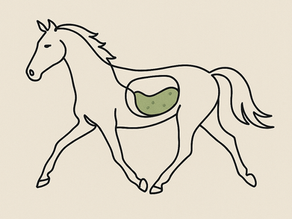 Training auf leeren Magen