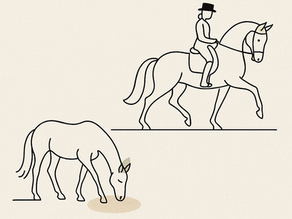 Magengeschwüre - auch ein Problem von Freizeitpferden