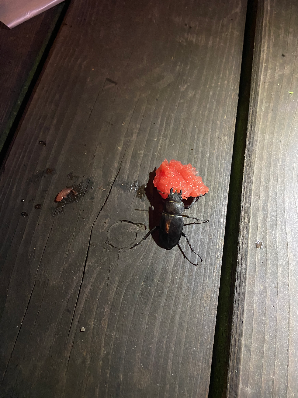 グランピング　群馬　スイカ割り　クワガタ