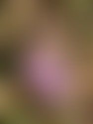 Auch im Herbst gibt es noch schöne Blumen zu sehen