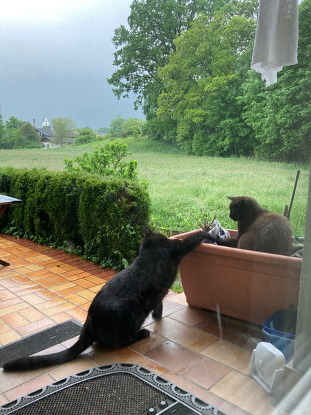 unsere beiden Katzen Sissi und Franzi