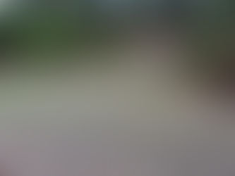 桜の絨毯、そして雨降って地固まらず・・・。
