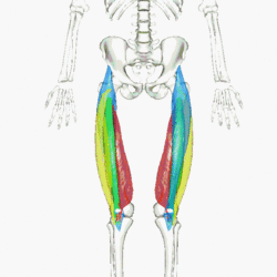 Irish dance strength and conditioning, quad strength for Irish dance, extension for Irish dancers