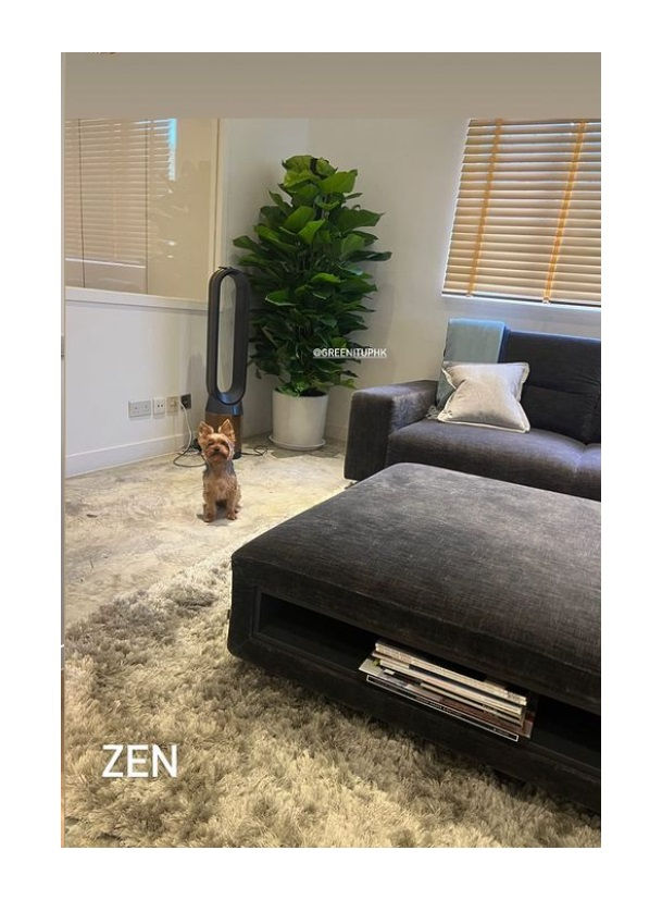 Thumbnail: Epipremnum Aureum (Money Plant) 黃金葛