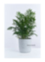 Thumbnail: Parlor Palm 袖珍椰子