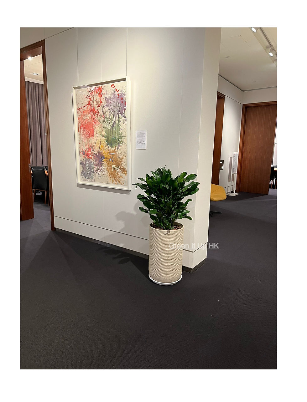 Thumbnail: Medium Dracaena Deremensis Compacta 中型紐紋鐵