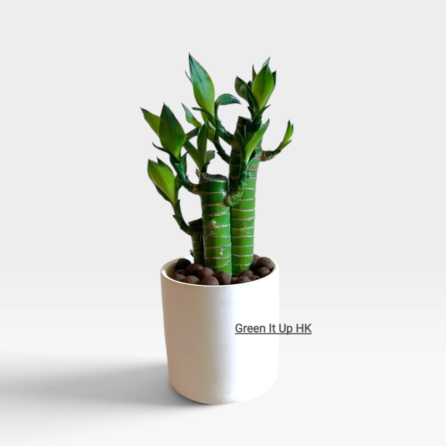 Small Dracaena Sanderiana/Lucky Bamboo- 小富貴竹