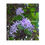 Thumbnail: Petrea Volubilis (Sandpaper Vine) 藍花籐