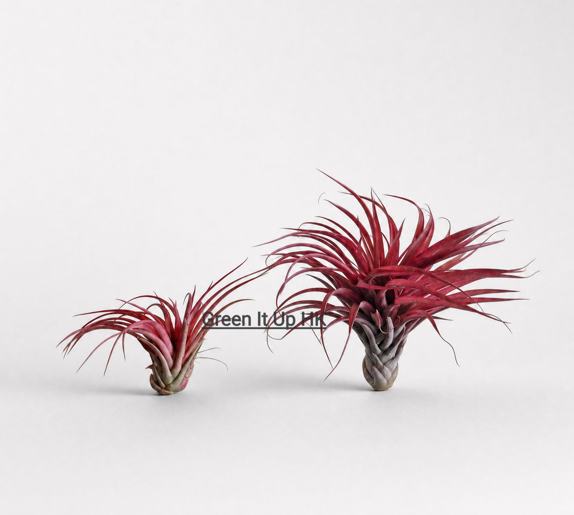 Tillandsia Brachycaulos Schltdl 貝可利