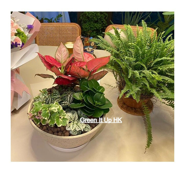 Thumbnail: Flat Round Beige Cement Pot M05- 米色扁平圓盆