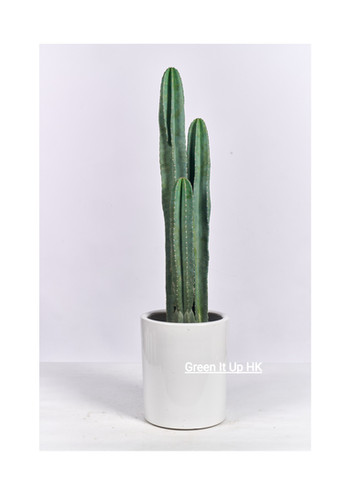Three-Stem Big Cactus 三柱大仙人掌| greenituphk