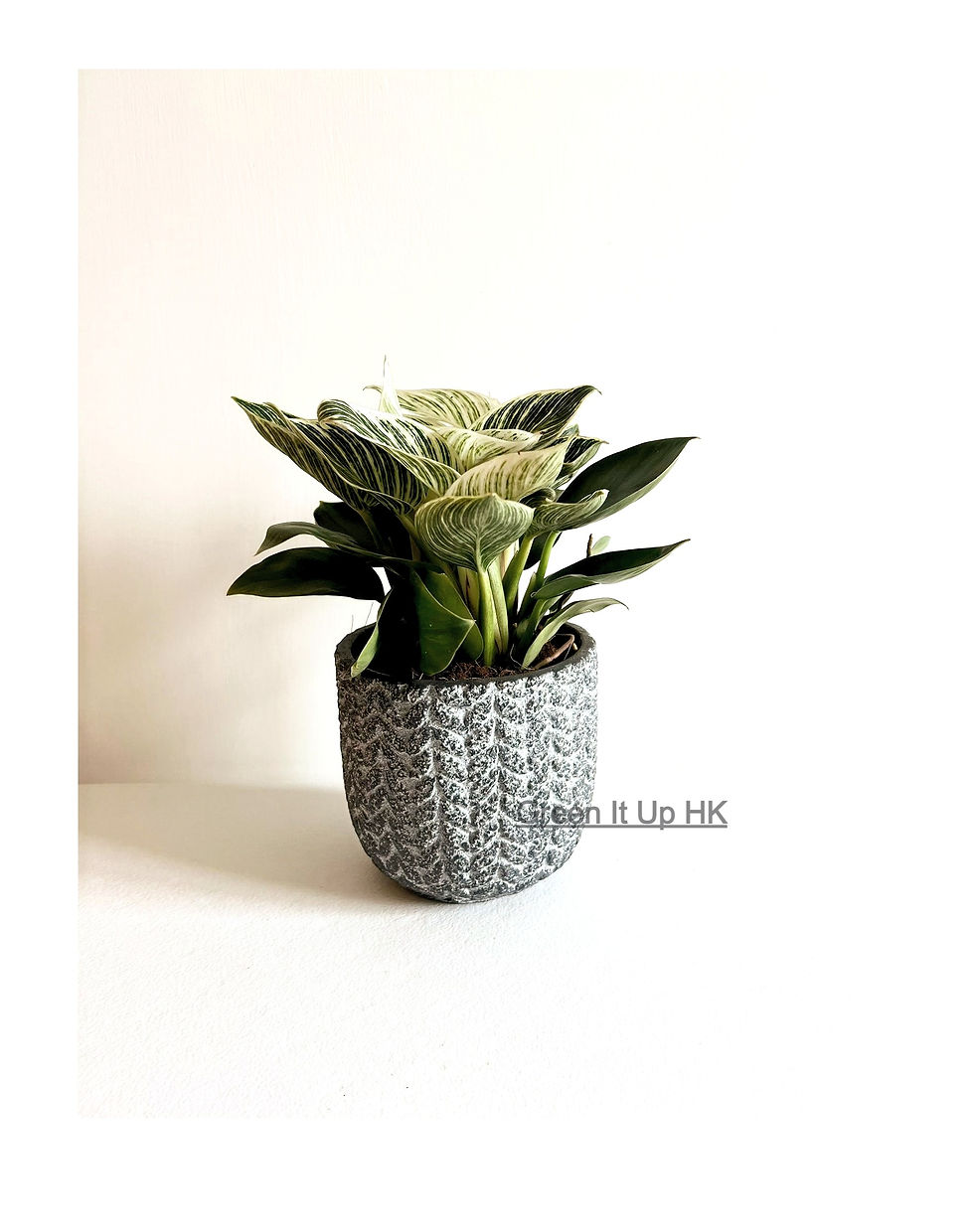 Thumbnail: Philodendron Birkin 柏金蔓绿绒