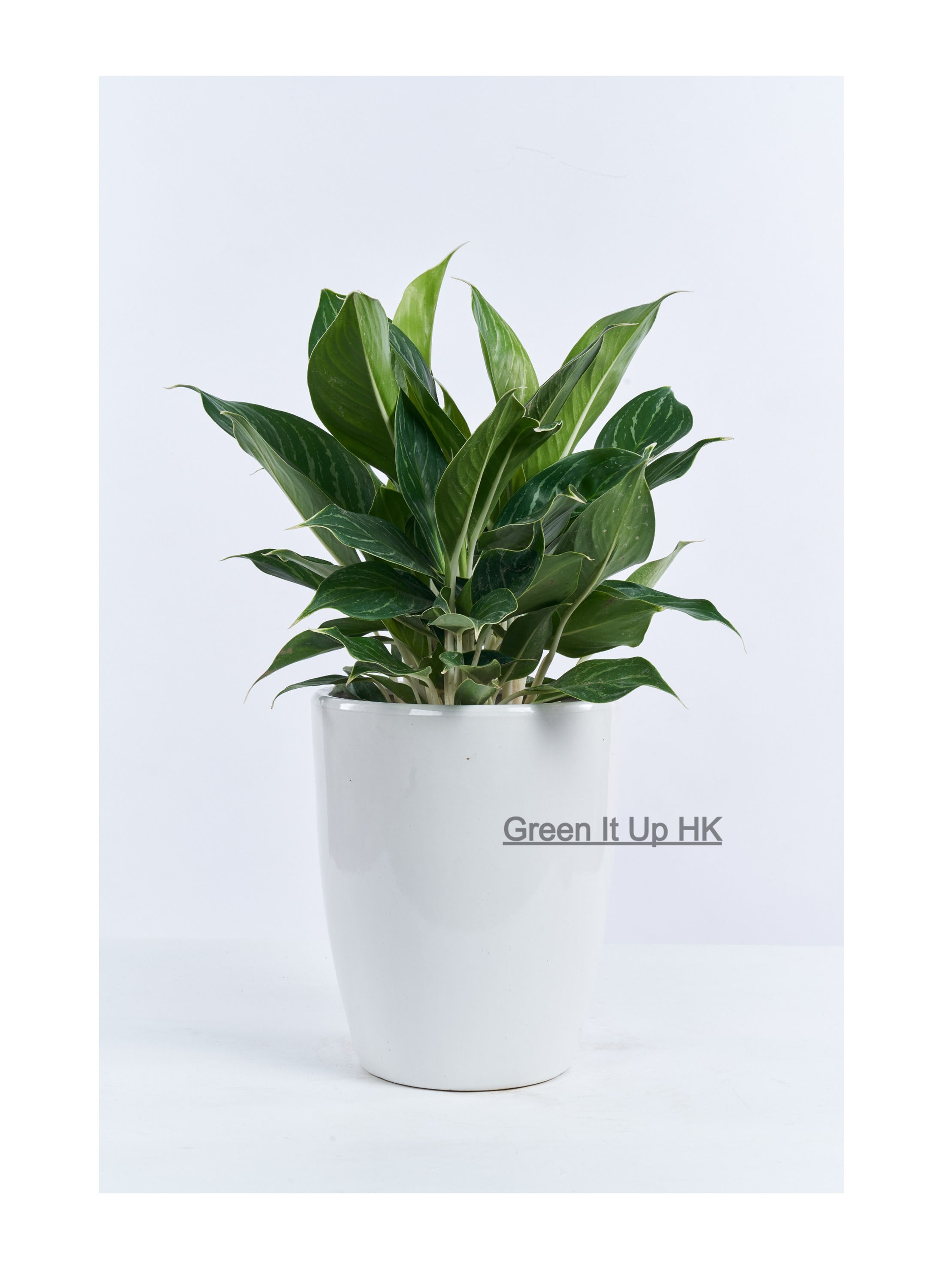 Aglaonema Commutatum 'White Rajah' 白雪公主