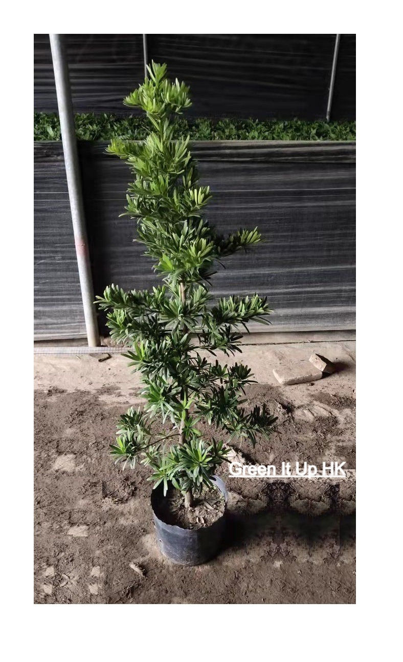 Thumbnail: Podocarpus Macrophyllus (Buddhist Pine) 羅漢松