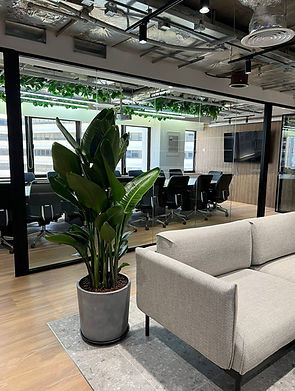 Birds of Paradise in Tsim Sha Tsui Office