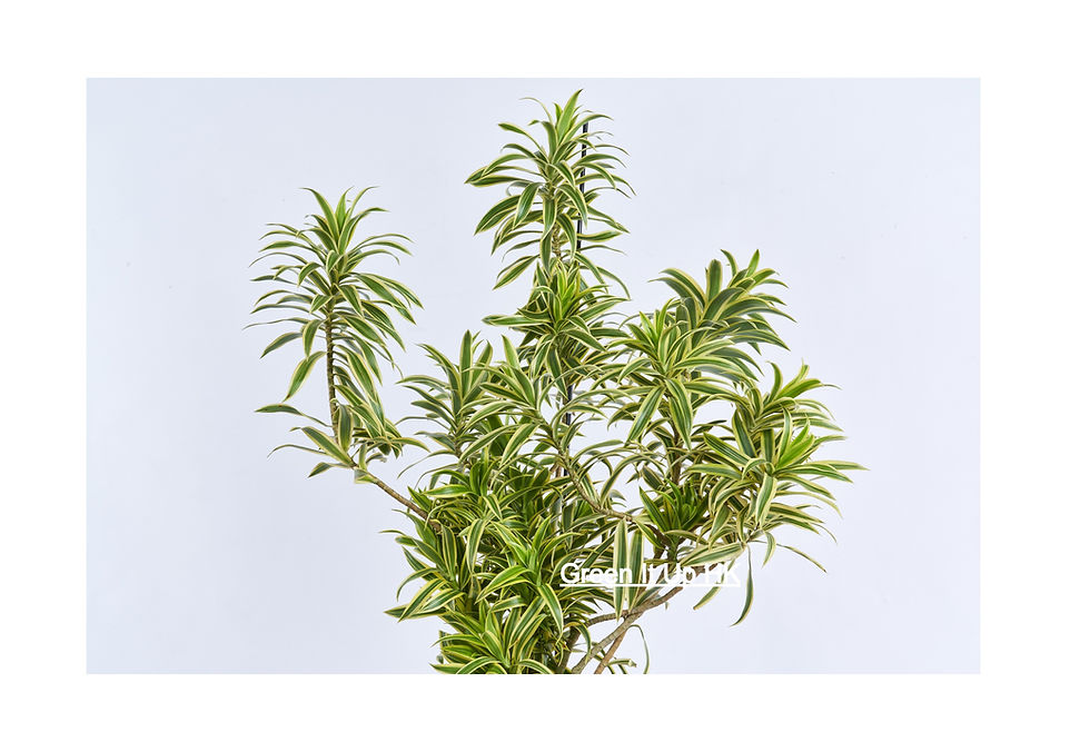 Thumbnail: Dracaena Reflexa 'Variegata' (Song of India) 金邊百合竹