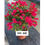 Thumbnail: Bougainvillea (One Color - Red) - 簕杜鵑(單一顔色-大紅)
