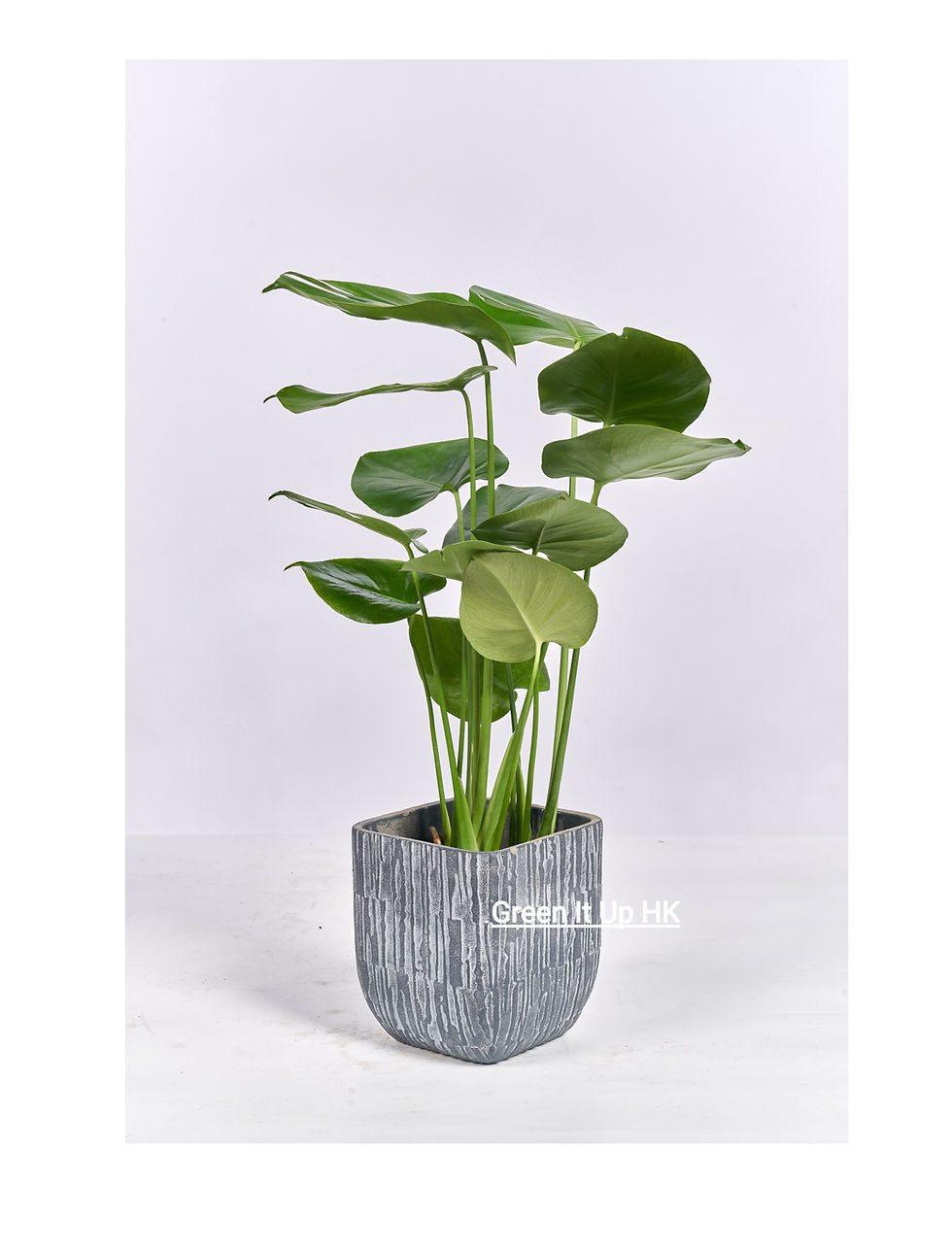 Thumbnail: Small Monstera (For Table) 小龜背竹芋