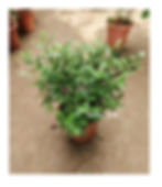 Thumbnail: Small Pistacia Weinmannifolia 小清香木