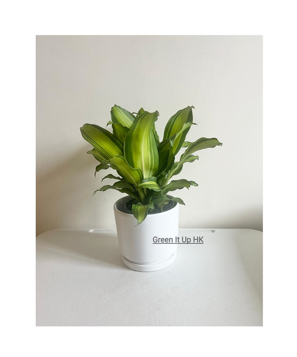 Small Three-Stem Dracaena Arborea 小三柱也門鉄