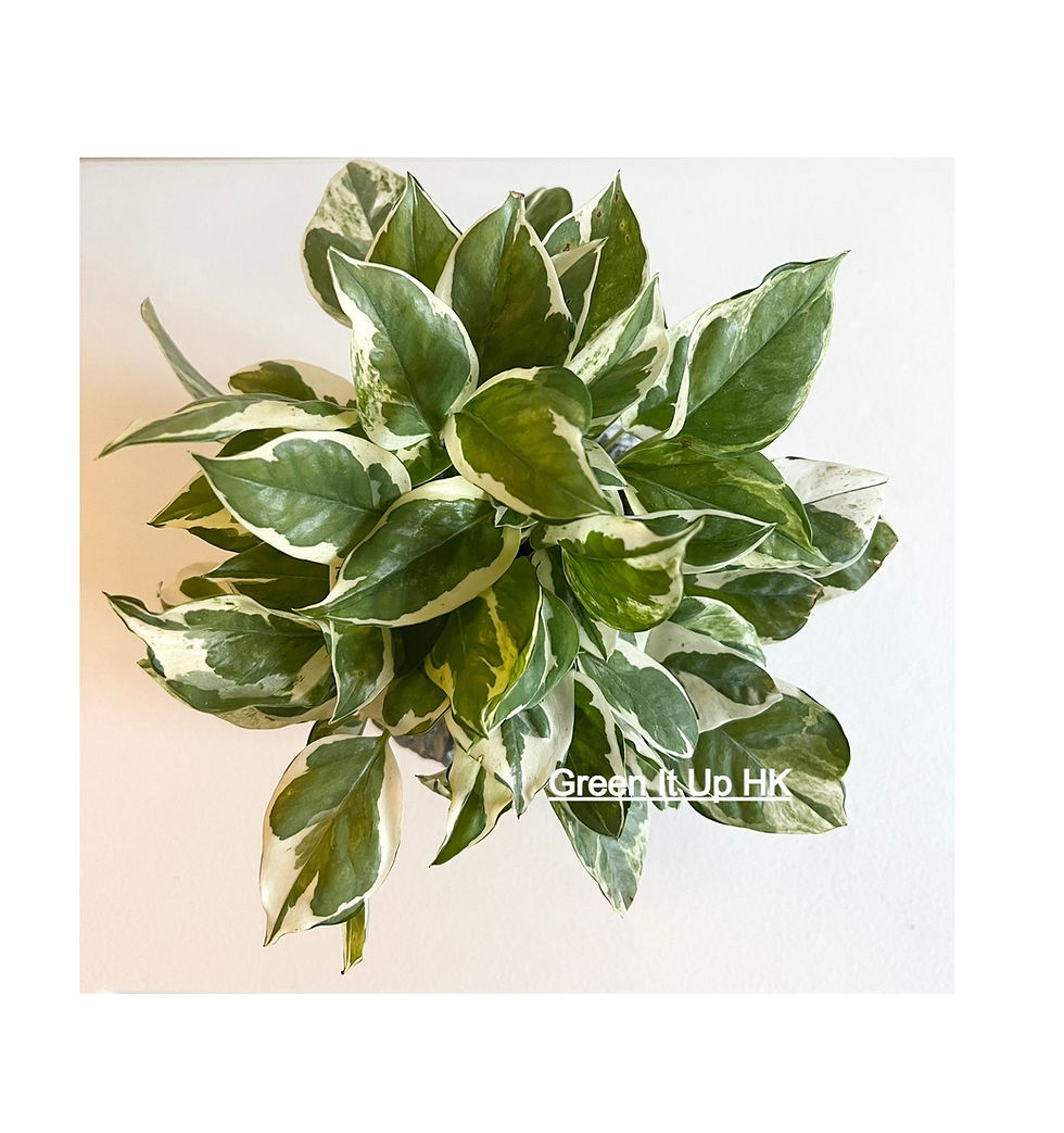 Thumbnail: Small Variegated Epipremnum Aureum (Devil's Ivy) 小花葉黃金葛
