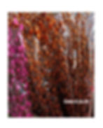 Thumbnail: Pussy Willow 銀柳