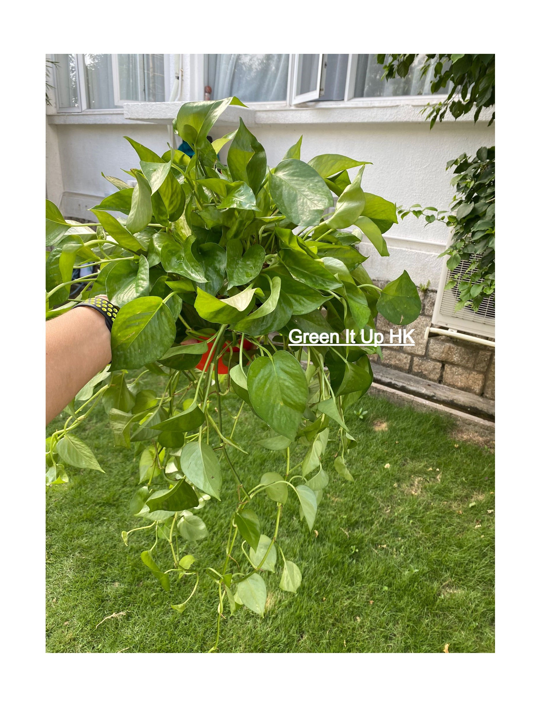 Trailing Devil's Ivy 長條黃金葛
