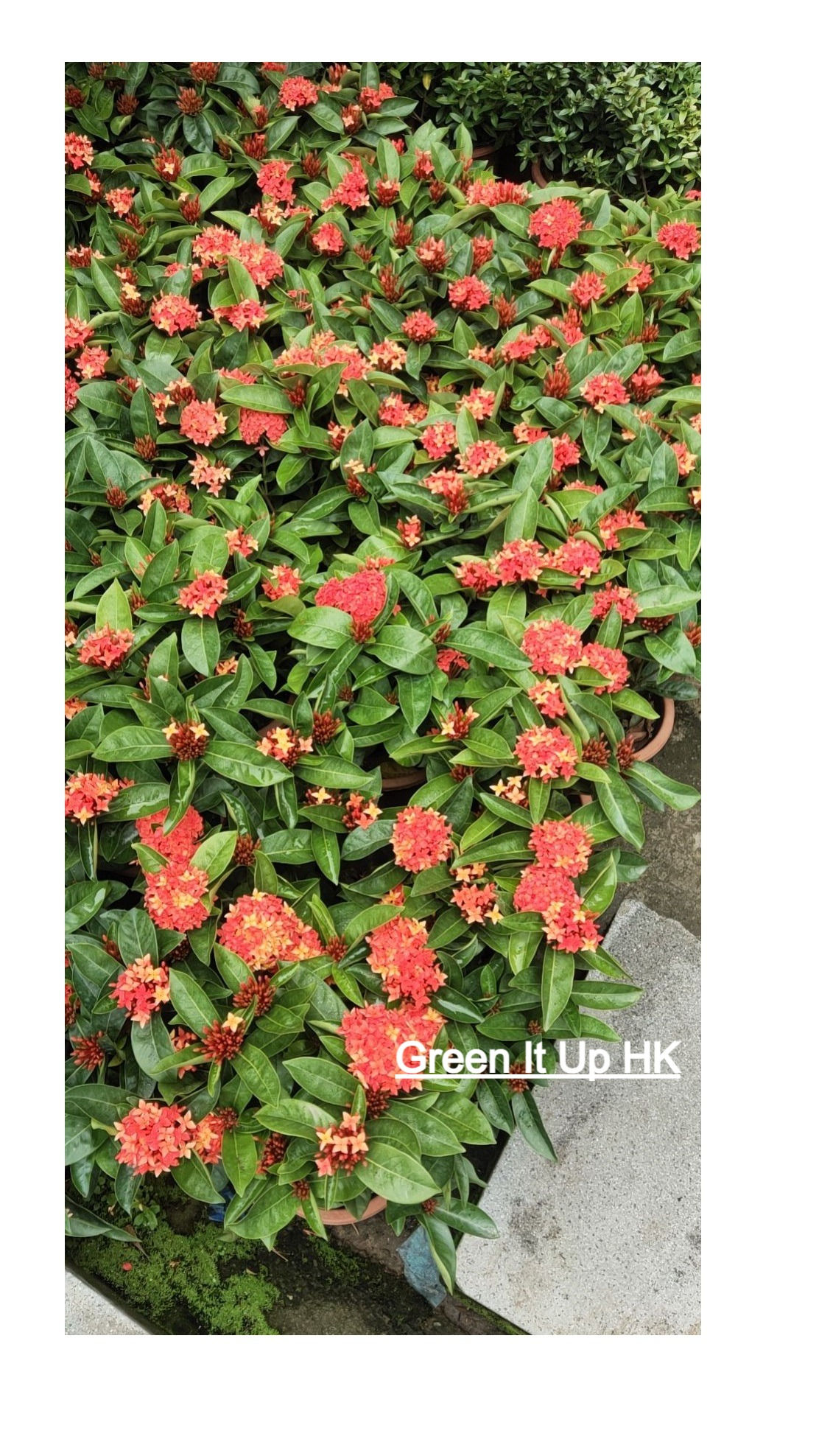 Chinese Ixora 龍船花