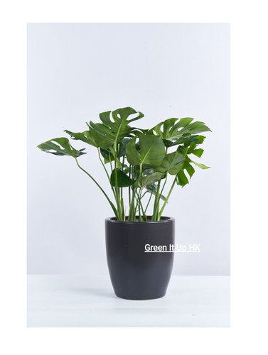 philodendron cream splash kaufen 15 main image 0