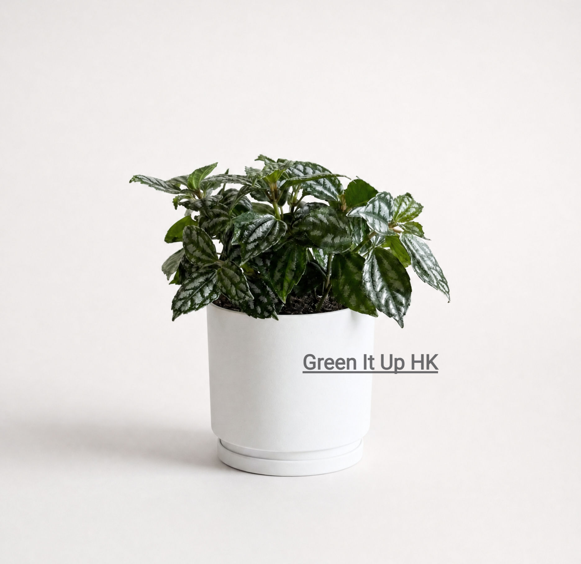 Pilea Cadierei 冰水花