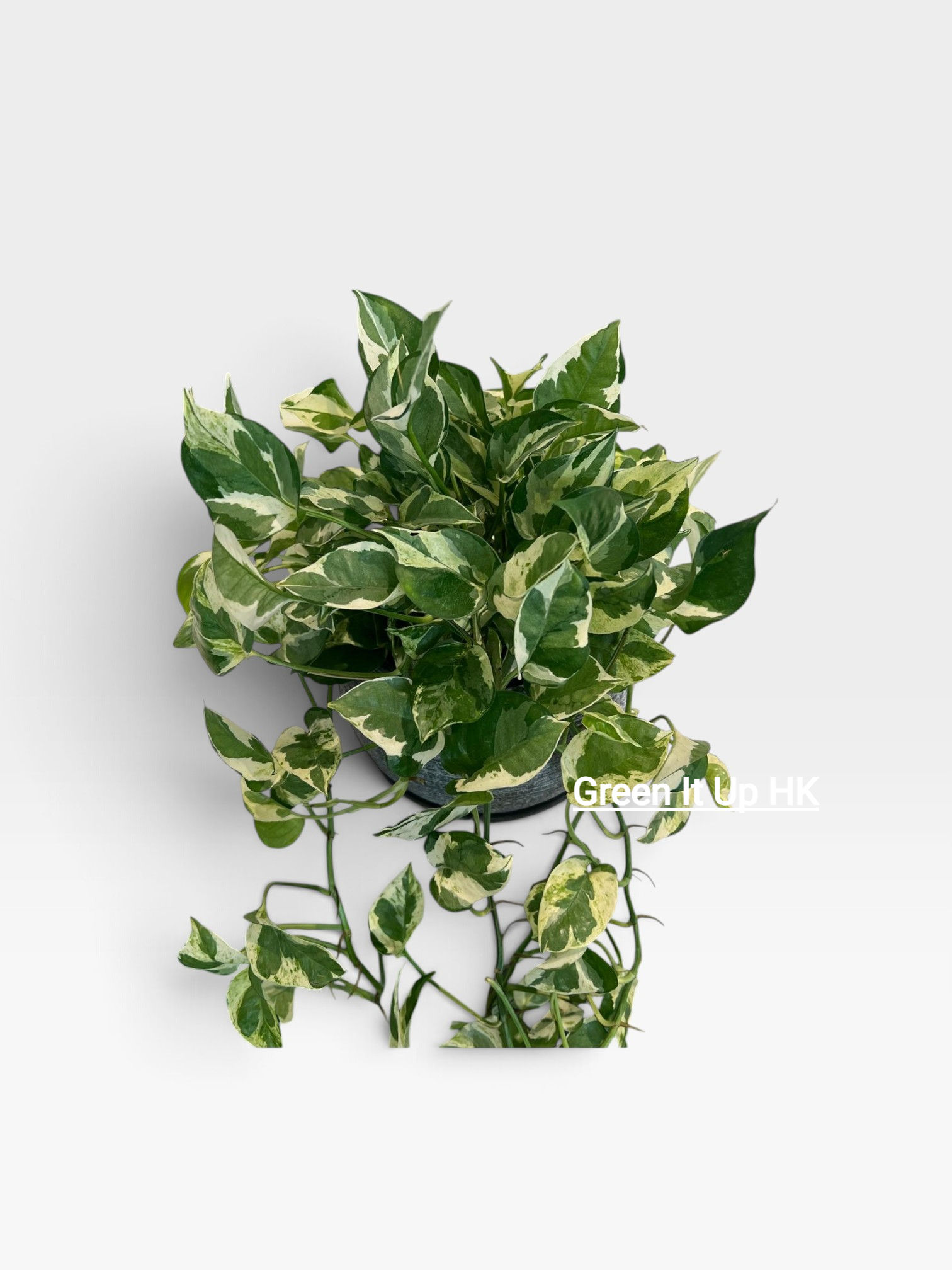 Trailing Variegated Devil's Ivy 長條花葉黃金葛