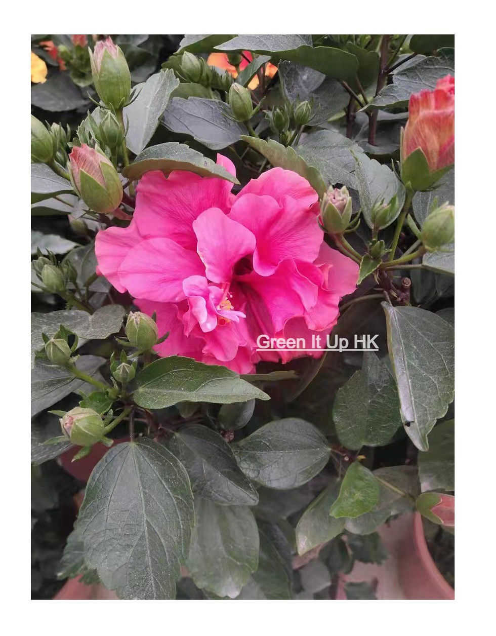 Thumbnail: Pink Flower Hibiscus 粉紅色朱槿