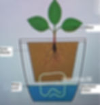 Thumbnail: Self Watering Planter - 自動淋水花盆 01