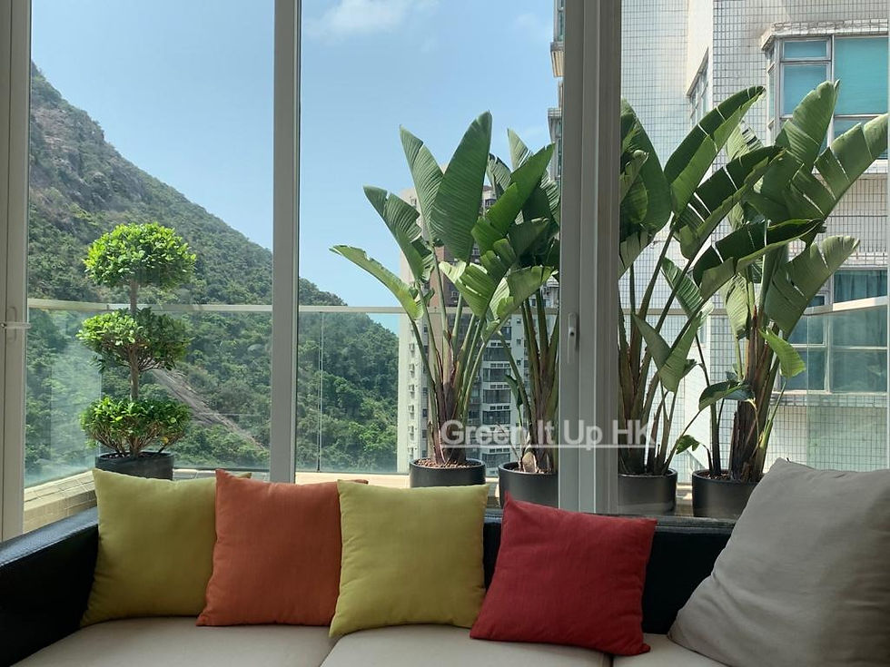 Thumbnail: Traveler Palm 旅人蕉