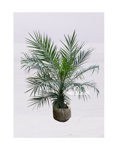 Medium Phoenix Palm 中型刺葵 | greenituphk