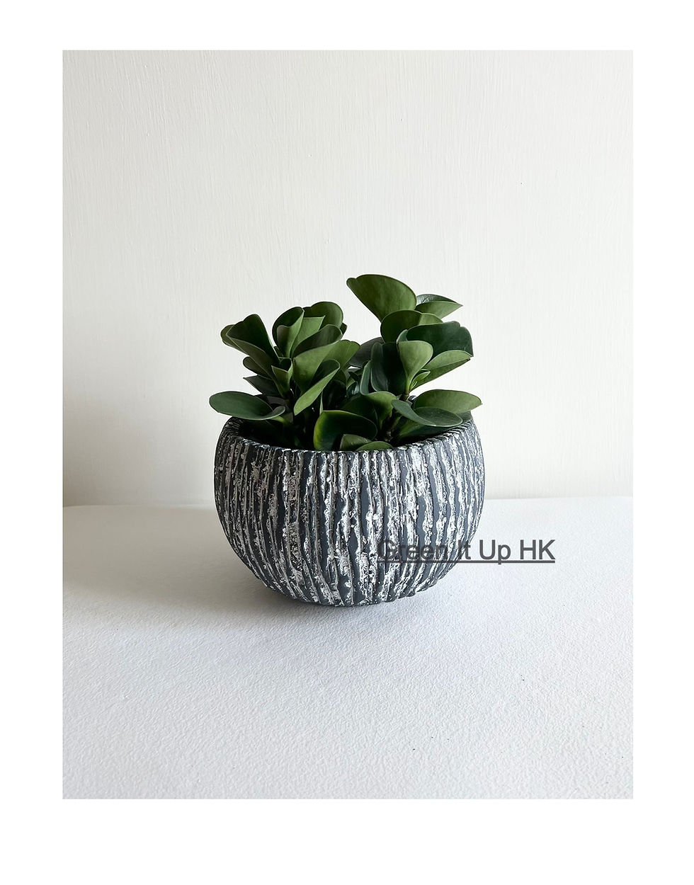 Thumbnail: Peperomia Obtusifolia 碧玉