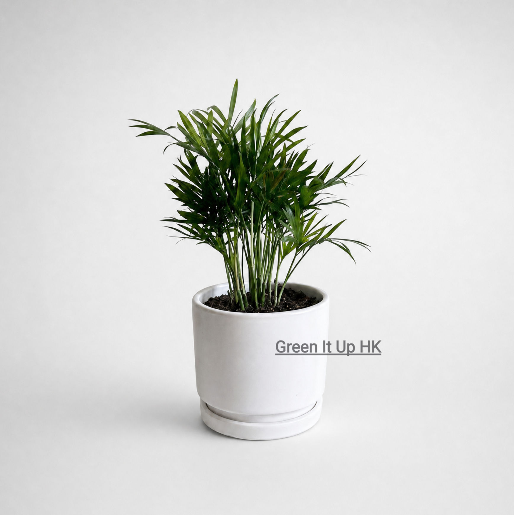 Mini Parlor Palm 迷你袖珍椰子