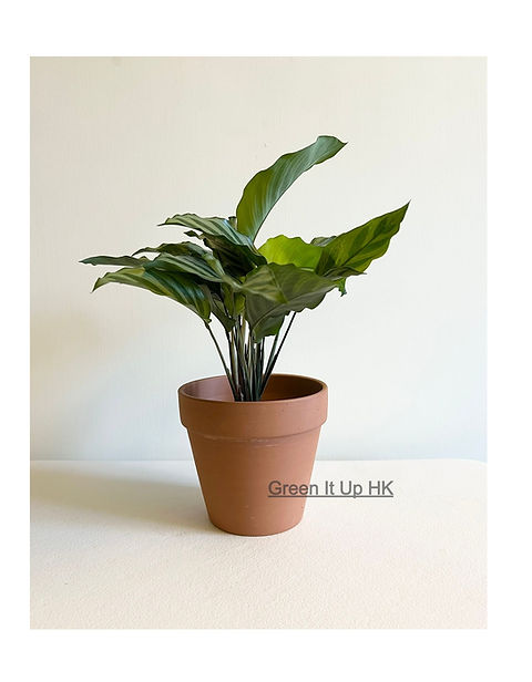 dracena deremensis lemon lime Dracaena Lemon Lime | Care Guide and Pro Tips - Delivery from Toronto  across Canada main image 1