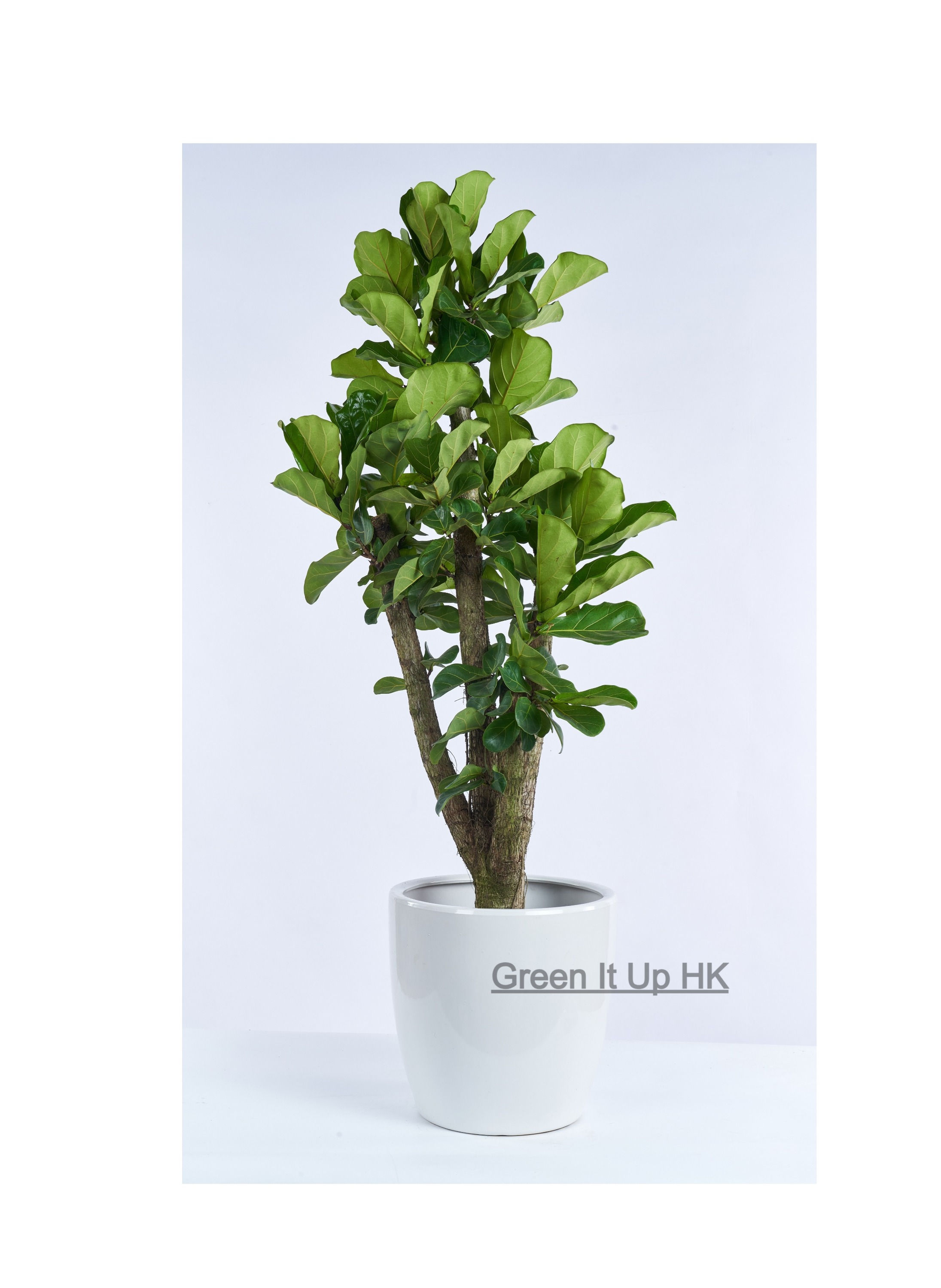 Fiddle Leaf Fig (Multiple Layers) - 琴葉榕(多層葉子)