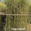 Thumbnail: Green Bamboo 青竹