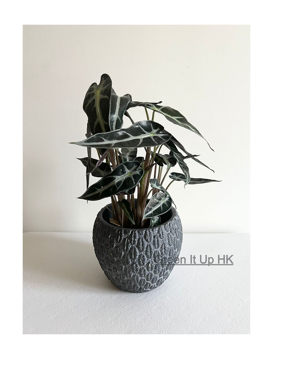 Thumbnail: Aglaonema Amazonica 小仙女海芋