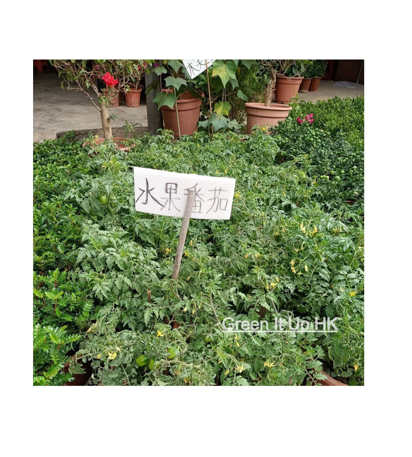 Cherry Tomato 水果番茄