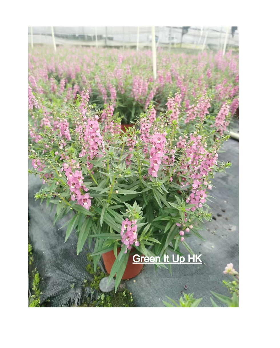 Thumbnail: Angelonia Angustifolia (Summer Snapdragon) -10 Pieces 天使花 - 10盆